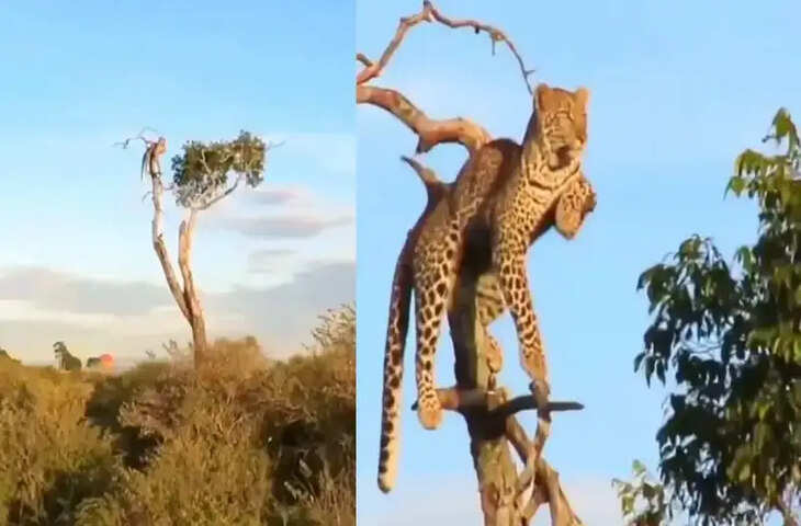 इस तेंदुए ने शिकार के लिए चुन ली परफेक्ट लोकेशन, सोशल मीडिया पर वायरल हुआ वीडियो