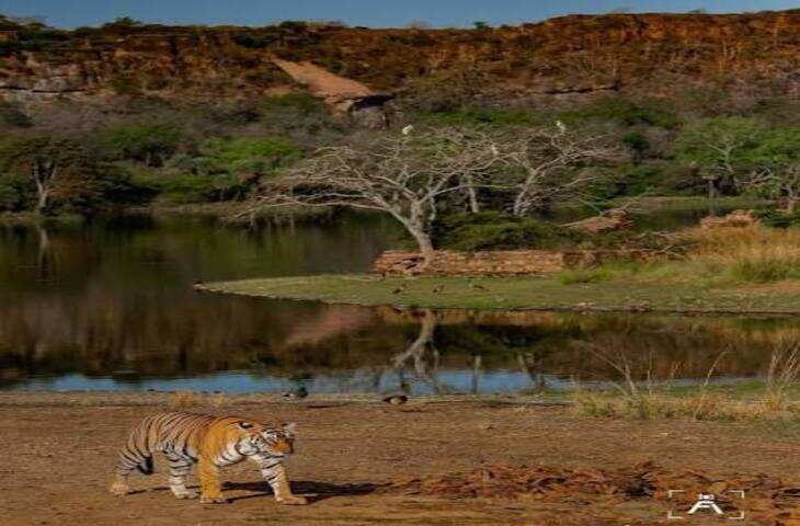 रणथंभौर टाइगर रिजर्व: राजस्थान का जंगल, जहां बाघों के साथ इतिहास और प्रकृति का अद्भुत संगम