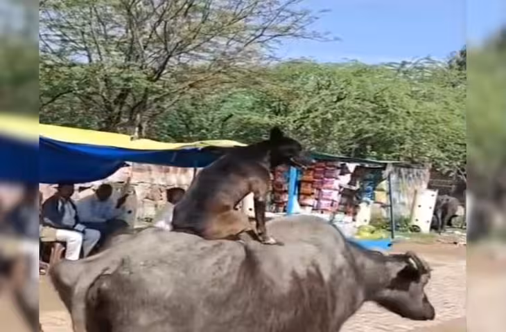 भरतपुर की अनोखी दोस्ती, भैंस की पीठ पर बैठकर घूमता है कुत्ता, VIDEO देख हैरान रह जाते हैं लोग