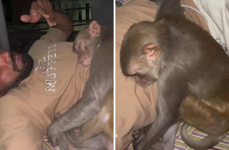 छत पर सो रहे युवक के साथ अजीबोगरीब नज़ारा, बंदर से लिपटकर सोया मिला वायरल वीडियो