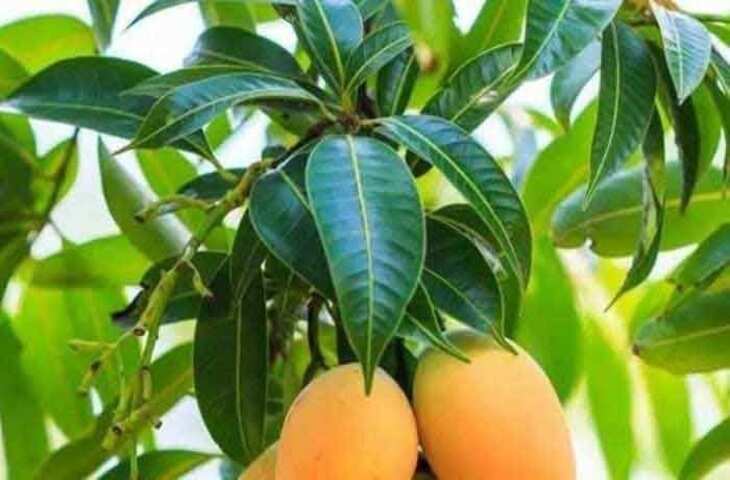 best vastu tips for mango leaves