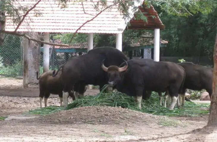 पटना जू में जल्द आएंगे दो नर गौर, शिवमोगा जू से जुलाई अंत तक होगी शिफ्टिंग, तैयारियां तेज
