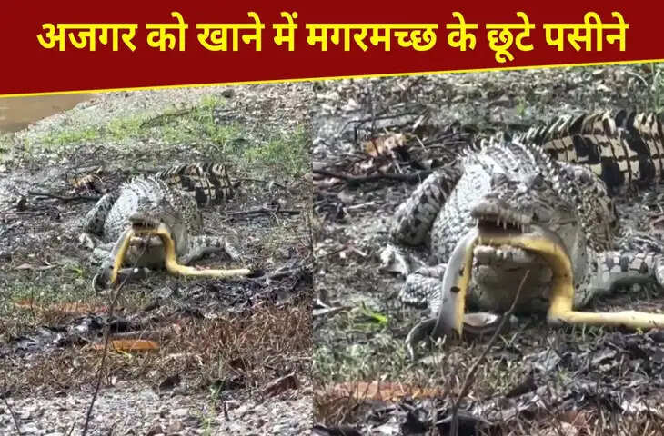 मगरमच्छ ने अजगर का किया शिकार, पर समझ नहीं आया कैसे खाएं, देखें हैरान करने वाला नजारा
