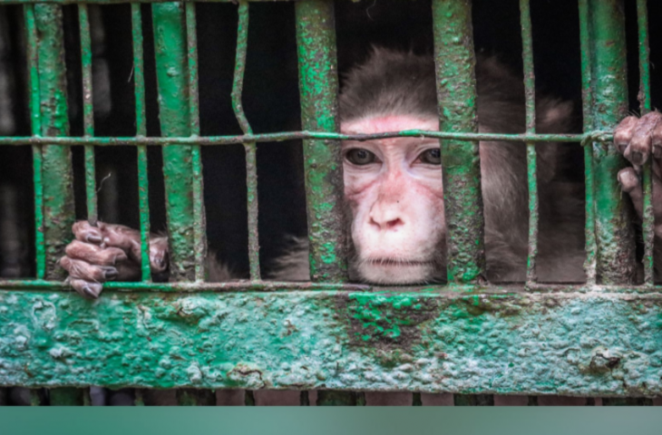 महिलाओं को देख गंदे इशारे करता था बंदर, 250 लोगों को बनाया अपना शिकार, मिली इंसानों वाली सजा