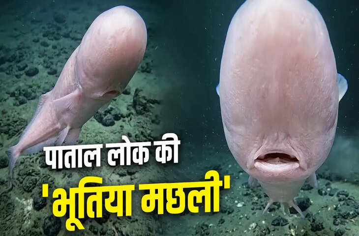 Faceless Cusk Eel: बिना चेहरे वाला रहस्यमय समुद्री जीव, 4 किलोमीटर गहराई में भी करता है शिकार