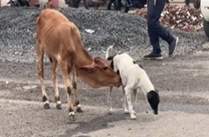 ममता की अनोखी मिसाल! कुतिया ने गाय के बछड़े को पिलाया दूध, दिल छू लेने वाला Video वायरल​​​​​​​
