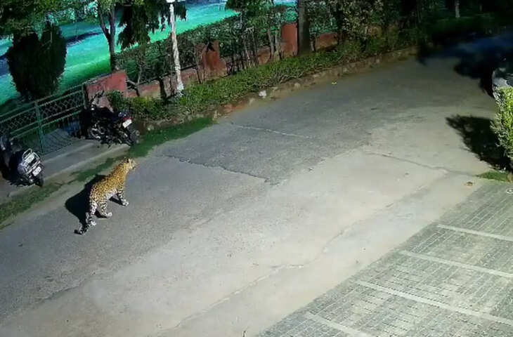 जयपुर की पॉम कोर्ट कॉलोनी में दिखा लेपर्ड, CCTV में कैद हुआ मूवमेंट; इलाके में दहशत का माहौल