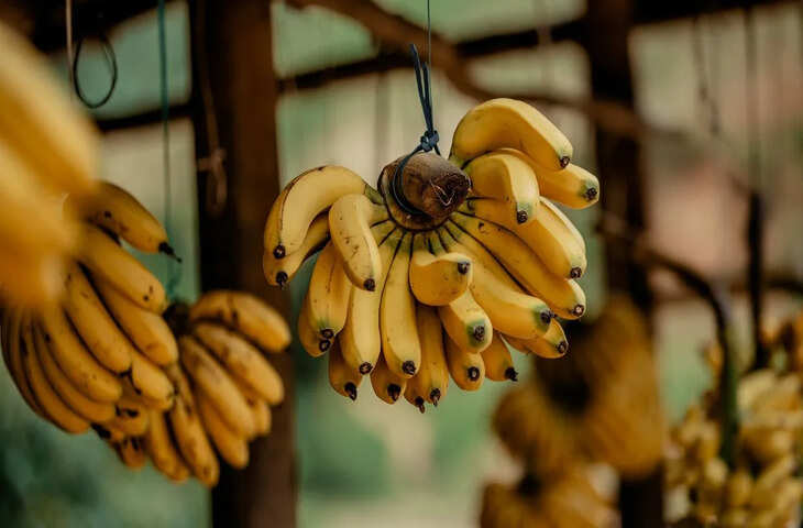 Banana Interesting Facts: केले हमेशा टेढ़े क्यों होते हैं? जानिए इसके पीछे का वैज्ञानिक कारण