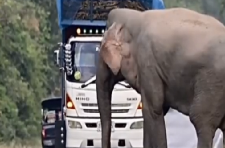 गन्ने के ट्रक को देख हाथी ने रोक लिया रास्ता, दादागिरी दिखाकर ऐसे की ट्रक वाले से वसूली, Video Viral