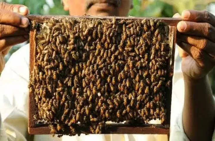 Dharmshala मधुमक्खी अनुसंधान केंद्र बनेगा मधुमक्खी विरासत फार्म