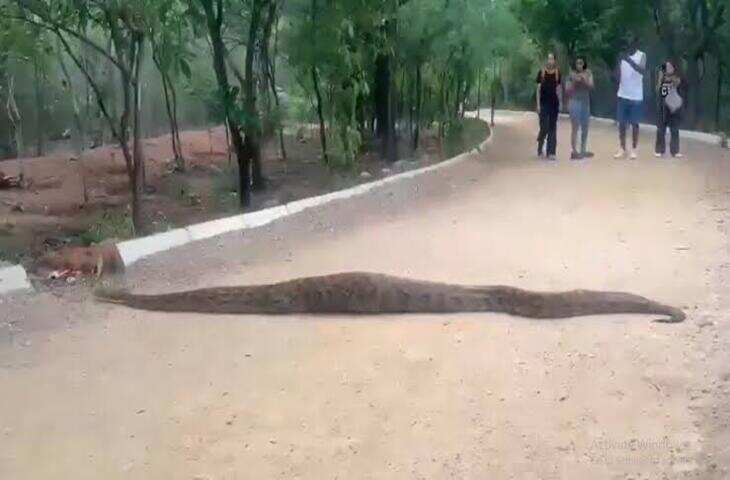 Hyderabad Viral Video: सुबह-सुबह KBR पार्क में निकला विशाल अजगर, 12 फीट लंबे सांप को देखकर मच गई हलचल​​​​​​​