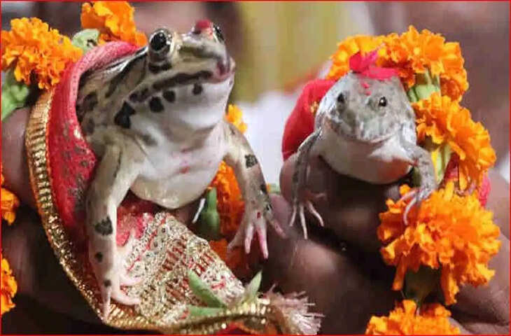सूखे के डर से छत्तीसगढ़ में कराई गई मेंढक-मेंढकी की शादी, इधर मानसून फिर सक्रिय; अगले 4 दिन बारिश का अलर्ट