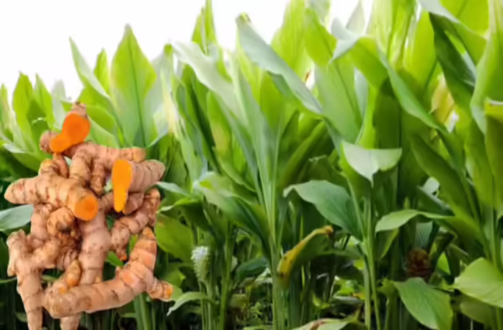 बिहार की 'राजेंद्र सोनिया' हल्दी दुनिया में छाने को तैयार, करक्यूमिन में सबसे उच्च गुणवत्ता