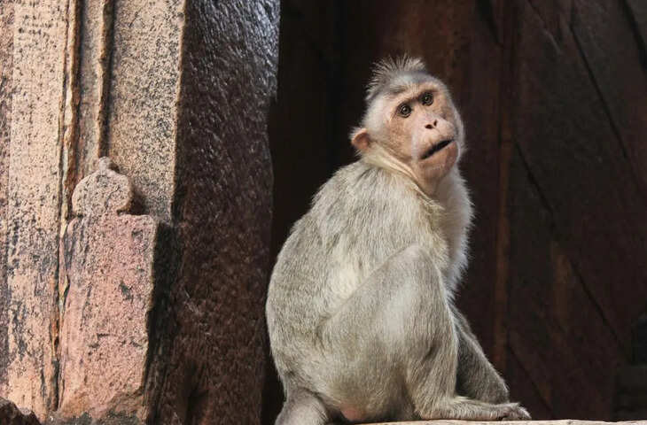 सोशल मीडिया पर फिर छाया नया वायरल वीडियो, लोगों की फीड में छाया ट्रेंड