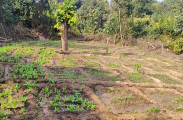 उदयपुर में भींडर पुलिस ने नष्ट की पाणुंद के चार खेतों में अवैध अफीम और गांजे की खेती, वीडियो में देखें 6 घंटे चली कार्रवाई