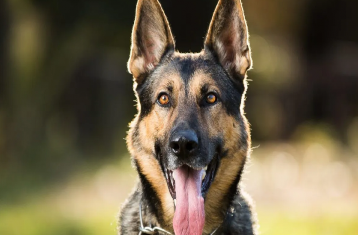 घर में लगी आग, अंदर फंस गया मालिक, पालतू डॉग ने बचाई जान, ऐसे बुला ले आया पुलिस को