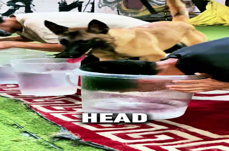 चालाक ब्रो, वेरी चालाक! गेम खेलते समय मालिक ने की धोखाधड़ी, समझदार कुत्ते ने सबके सामने कर दिया पर्दाफाश