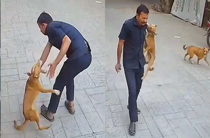 स्कूल के कैमरे में कैद चौंकाने वाली घटना! स्कूल के चौकीदार पर टूट पड़ा कुत्ता कई जगह किये जख्म, देखे वायरल क्लिप&nbsp;