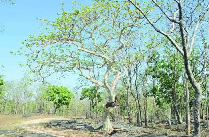 Nashik देवराई, वनराई परियोजनाओं के लिए वित्त की जरूरत