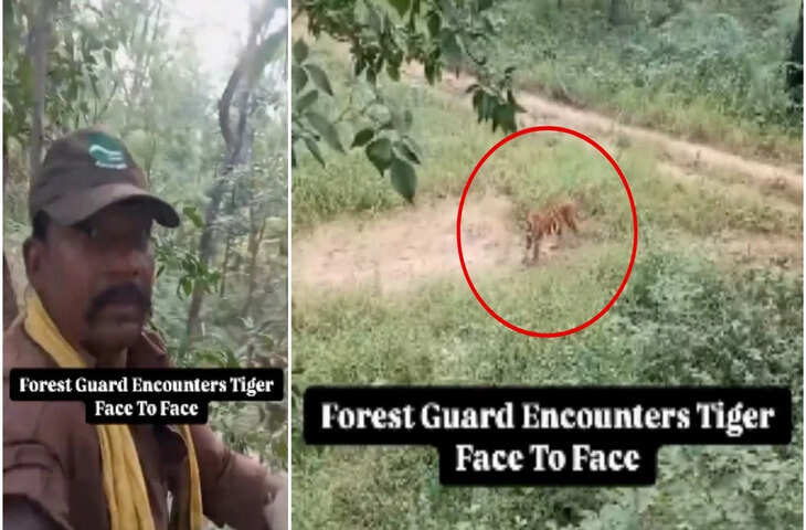 VIRAL VIDEO: नीचे बाघ, ऊपर फॉरेस्ट गार्ड... कई मिनट तक सांसें रोक देने वाला मंजर कैमरे में कैद, यूजर्स भी रह गए दंग