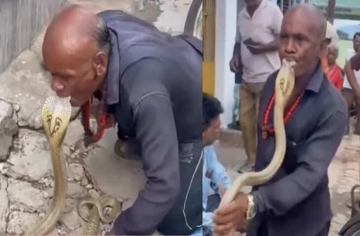 कोबरा को किस करते दिखे 'चाचा', देखकर रोंगटे खड़े हो जाएं, लोग बोले- आखिर कौन किसको डस रहा है
