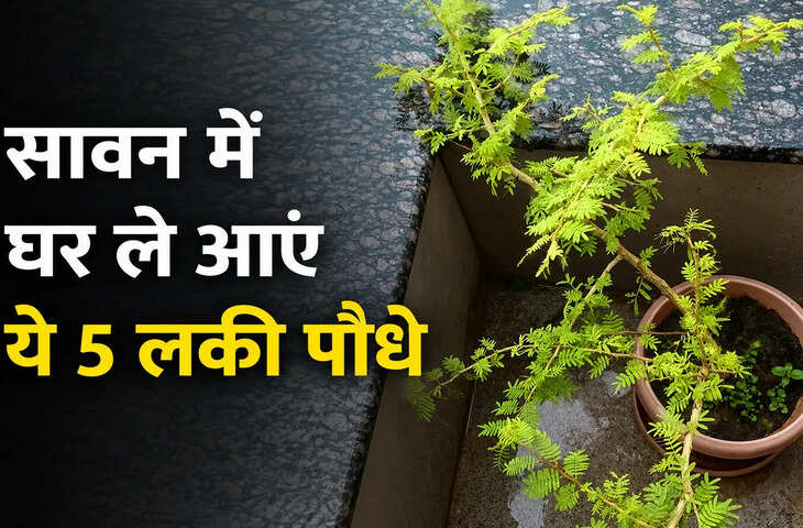 सावन में घर लाएं ये 5 शुभ पौधे, वास्तु के अनुसार बढ़ेगी सकारात्मक ऊर्जा, बरसेगी भगवान शिव और मां लक्ष्मी की कृपा