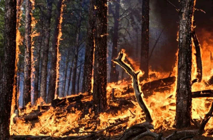 उत्तराखंड से कश्मीर तक पर्वतीय क्षेत्रों में आग का रहस्य: कड़ाके की ठंड में कैसे फैल रही आग?