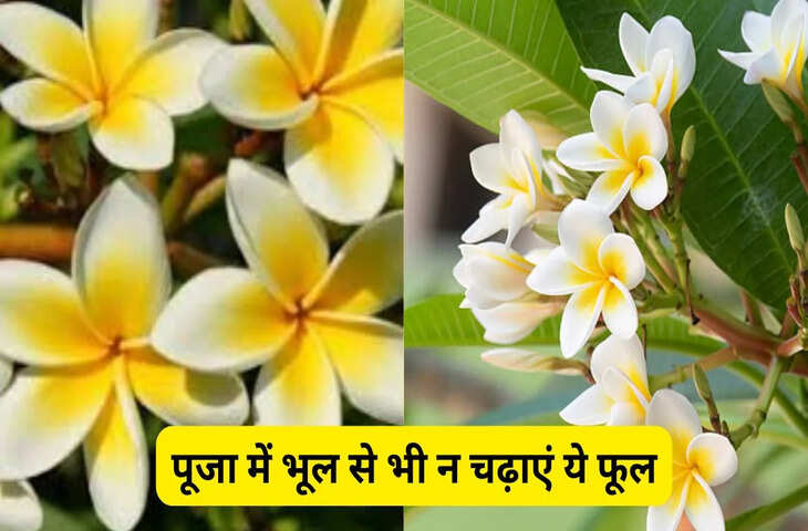 सनातन धर्म में पूजा के दौरान देवी-देवताओं को कौन-से फल-फूल नहीं चढ़ाने चाहिए? जानिए शास्त्रीय नियम