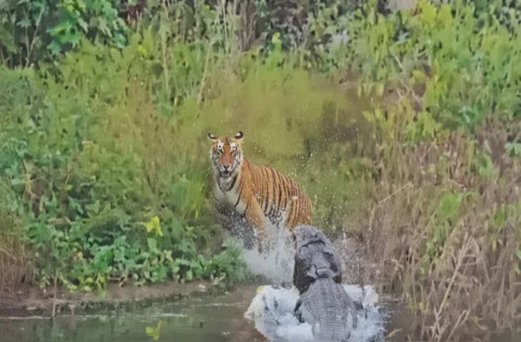 जंगल का खौफनाक नज़ारा:मगरमच्छ के अचानक हमले से बाल-बाल बचा बाघ, वायरल वीडियो देख उड़ जाएंगे होश&nbsp;