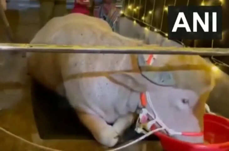 बकरीद पर &lsquo;डोनाल्ड ट्रंप&rsquo; नाम के भैंसे की कुर्बानी पर लगी रोक, वजह जानकर रह जाएंगे हैरान