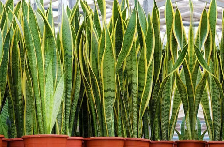 vastu tips for snake plant at home and office to get success in life know snake plant benefits 