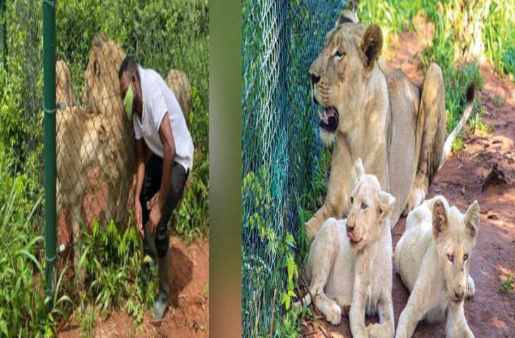 शेर का बच्चा चुराने के लिए चिड़ियाघर के बाड़े में घुसा शख्स, तभी पड़ गई शेरनी की नजर और फिर