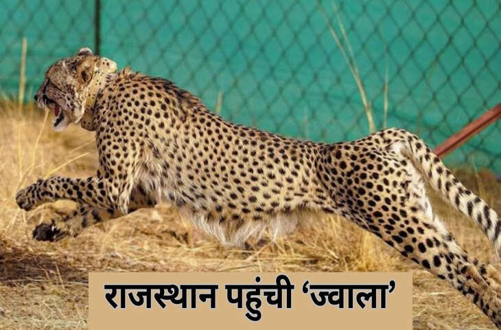 कूनो नेशनल पार्क की मादा चीता ज्वाला ने राजस्थान में मचाई दहशत, बकरी का किया शिकार