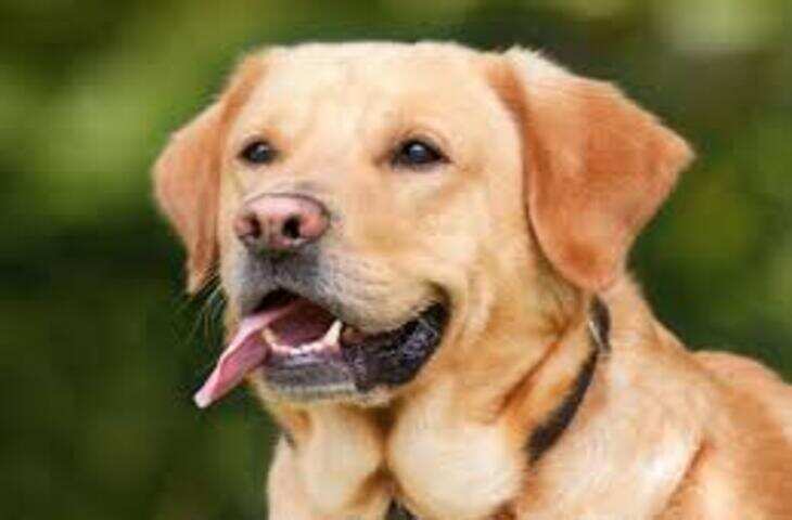 सड़क पर गिरा लड़का, वफादार कुत्ते ने बनकर फरिश्ता बचाई जान &ndash; वायरल वीडियो ने जीता दिल