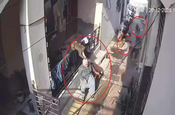 धूप सेंक रही वृद्ध महिला पर अचानक टूट पड़े बंदर, वीडियो में भयानक मंजर देख उड़े यूजर्स के होश&nbsp;