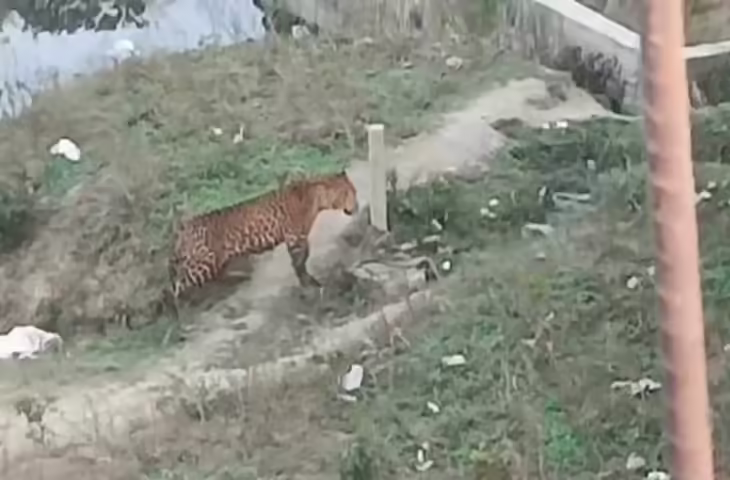 रिहायशी इलाके में तेंदुआ घुसा, लोगों में मची अफरा-तफरी