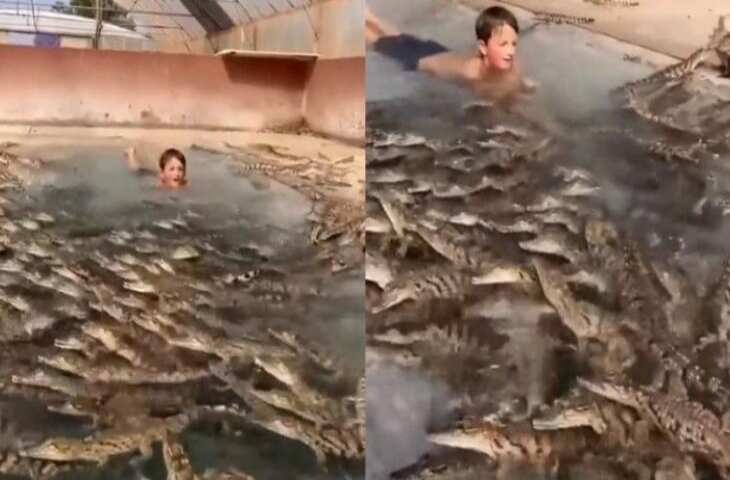 छोटे से बच्चे ने लगा दी मगरमच्छों से भरे पूल में छलांग, वीडियो में देखें फिर हुआ क्या