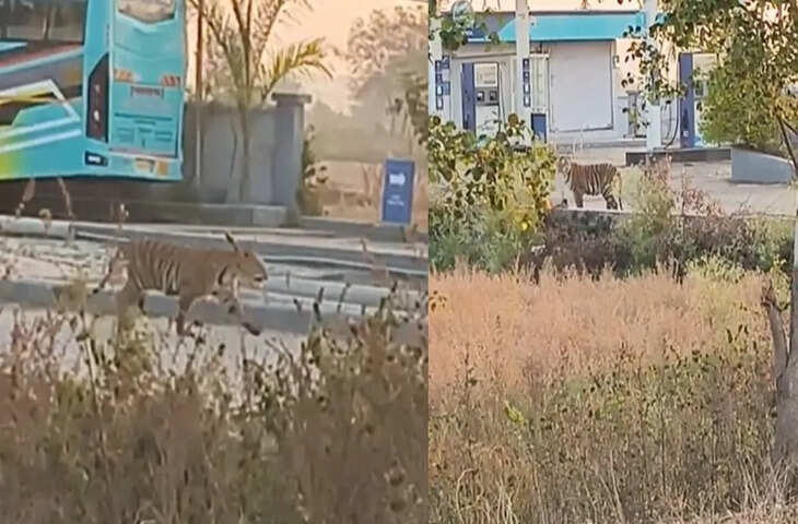 नागपुर में पेट्रोल पंप पर दिखा बाघ, सोशल मीडिया पर वायरल हुआ वीडियो