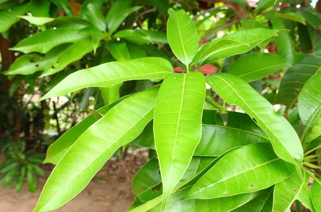 best vastu tips for mango leaves