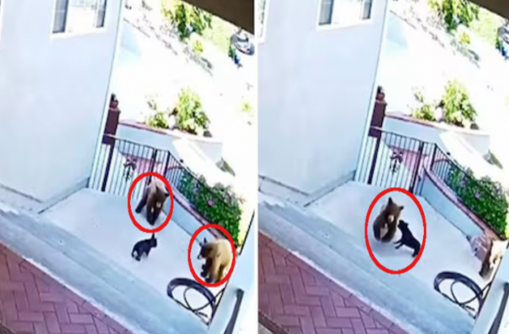 घर में घुसे दो खतरनाक भालू, अकेले भिड़ गया पिद्दी सा डॉग, फिर जो हुआ देख रह जाएंगे दंग