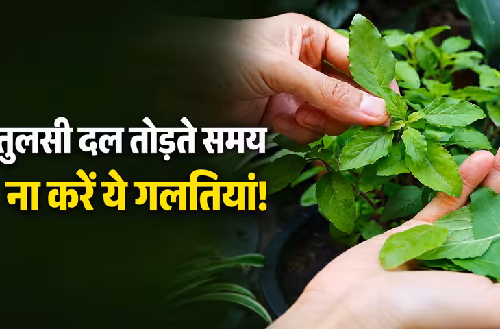 Tulsi Patra Niyam: तुलसी तोड़ने की सही विधि क्या है? जानें मंत्र, शुभ समय और किन दिनों में नहीं तोड़ना चाहिए