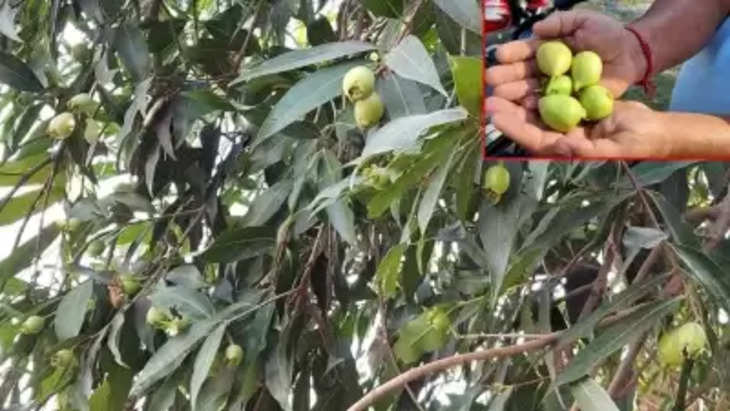 एक पेड़ का फल ऐसा भी, जिसका स्वाद Gulab Jamun जैसा !