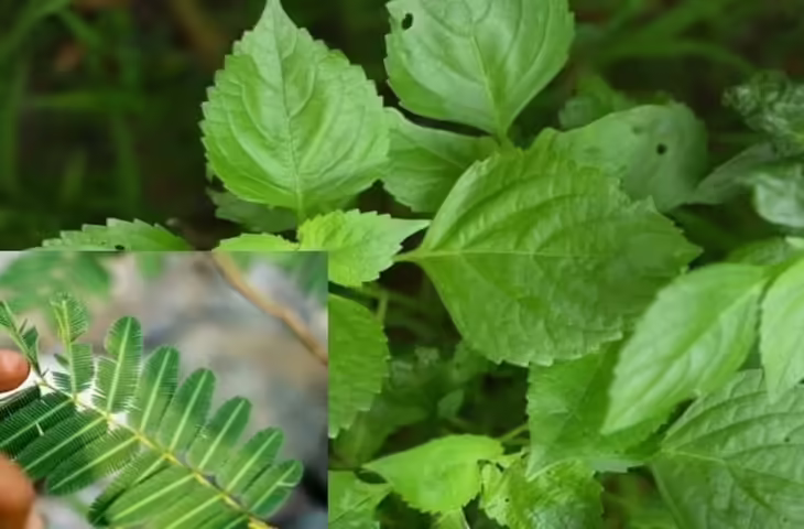 Vastu Tips for Tulsi and Shami Plant: क्या तुलसी और शमी का पौधा एक साथ लगाना शुभ है? जानें वास्तु नियम