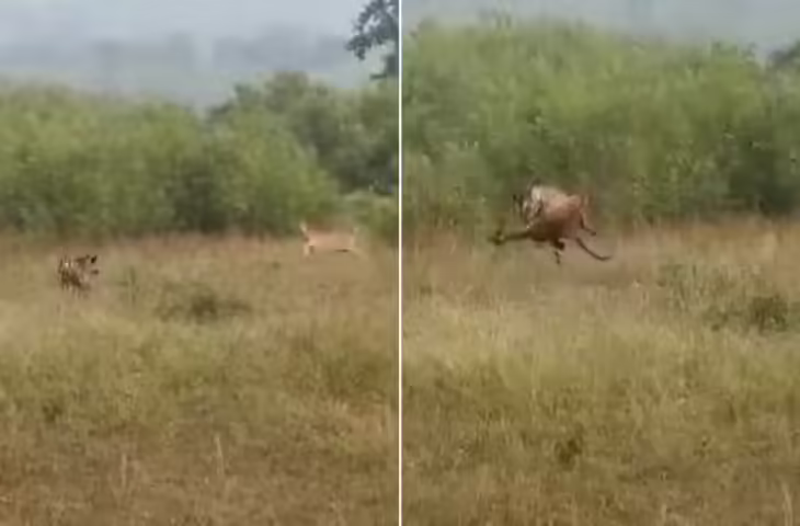 टाइगर को देखकर हिरण ने जैसे ही लगाई ऊंची छलांग, अगले ही पल मुस्तैदी के मामले में शिकार पर भारी पड़ा शिकारी
