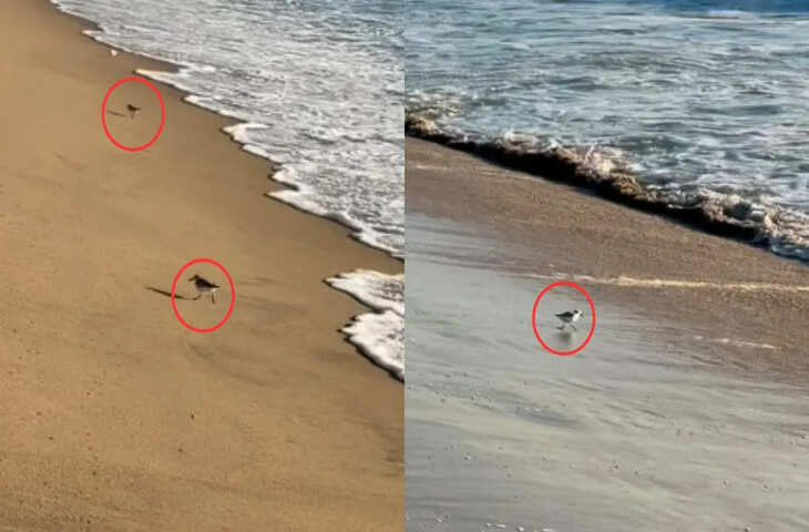 सोशल मीडिया पर जमकर वायरल हो रहा पक्षियों का ये अमेजिंग वीडियो, देखकर बन जाएगा आपका दिन&nbsp;