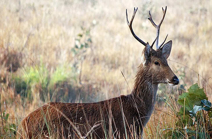 रियासत काल की अनोखी विरासत! इस मोहल्ले में पाले जाते थे हिरण और बारहसिंगे, जानिए इस अनोखी परंपरा के बारे में सबकुछ&nbsp;