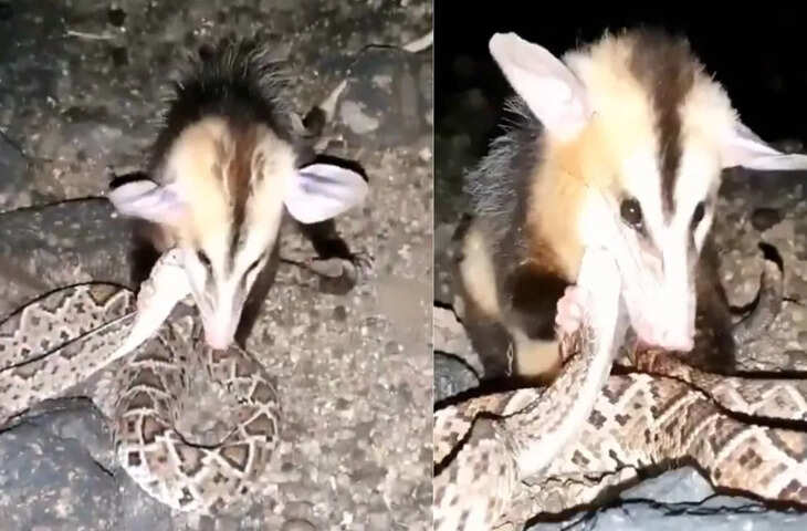 OMG: जानवरों को जिन्दा निगलने वाले अजगर को ही&nbsp;नोच-नोचकर खा गया यह प्राणी, वीडियो देख नहीं होगा यकीन&nbsp;