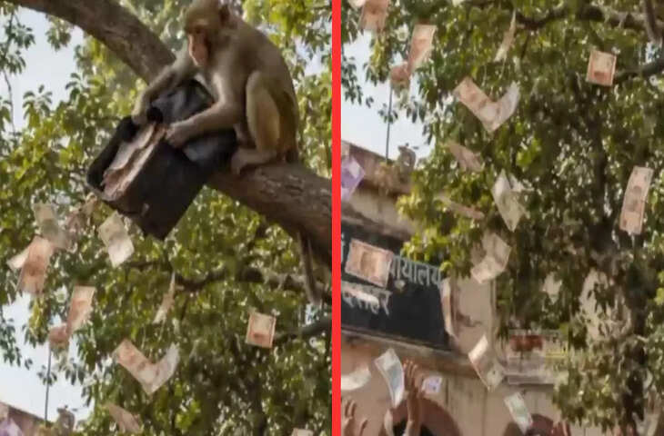 कोर्ट में अचानक बरसने लगे नोट! बंदर की एक हरकत से मचा बवाल, लूटने के लिए दौड़ पड़े लोग&nbsp;