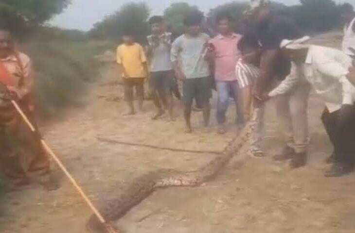 कौशांबी के दारानगर में हरवंशा पर निकला अजगर, ग्रामीणों में दहशत; वन विभाग पर लापरवाही का आरोप