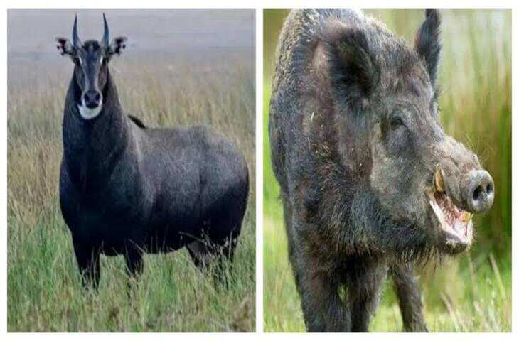 सुअर की आवाज निकालने का खेल, अजीबोगरीब प्रतियोगिता में लोग लेते हैं हिस्सा